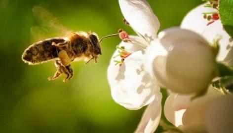 Beporzó programot indít a méhek védelméért a Lidl