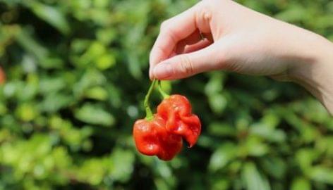 Tesco To Launch Super-Hot ‘Armageddon’ Chilli Pepper