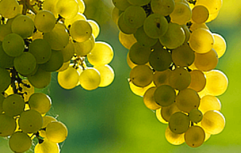 Varga Winery started harvesting with Csabagyöngye this year as well