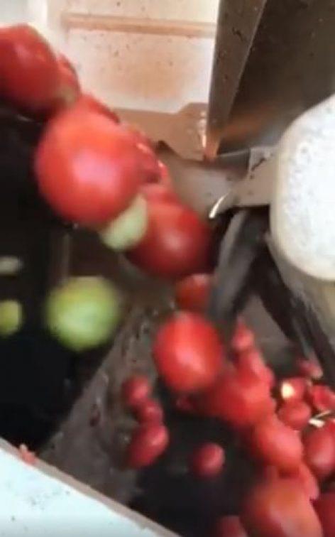 A machine to cut tomatoes – Video of the day