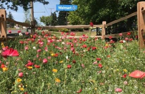 Walmart Pilots Pollinator Gardens at Stores in 3 States