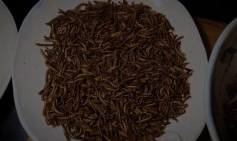 An insect restaurant was opened in South Africa