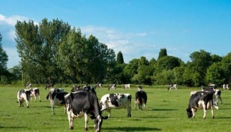 Valio: tej szabadtartású tehenektől
