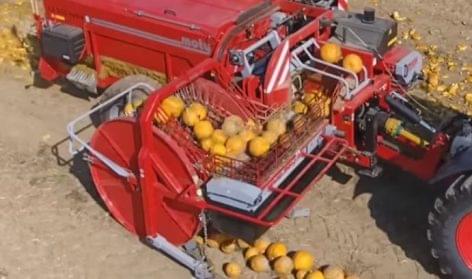 An unbelievable way of harvesting pumpkin seeds – Video of the day