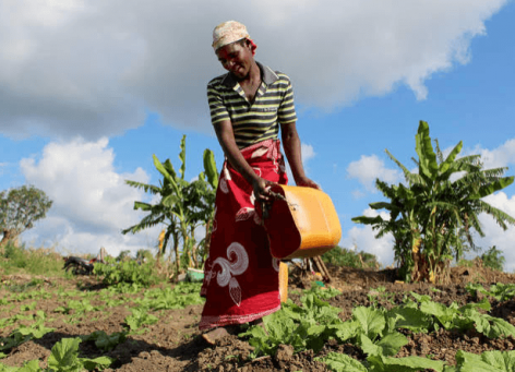 FAO: Az intenzívebb időjárási sokkok milliókat életét keserítik meg Afrika déli részén