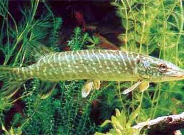 Pike, perch and German bass compete for the fish of the year title