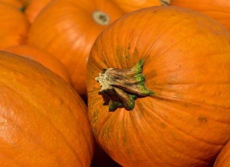 Real autumn vitamin bombs with pumpkins and mushrooms