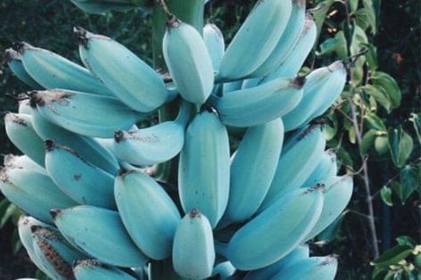 Vaníliaízű a kék banán