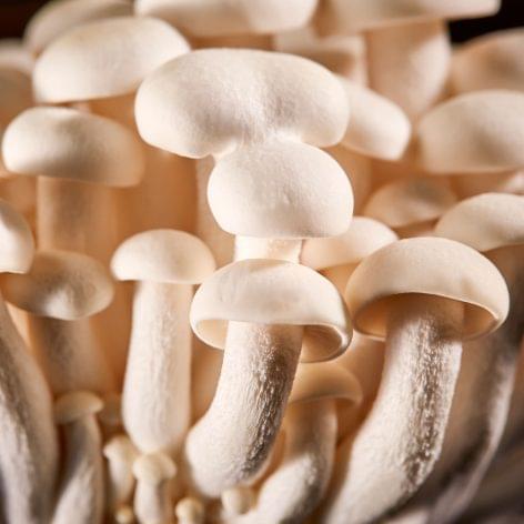 Exotic mushroom varieties drive the plant-based revolution, says Tesco