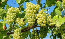 Climate change is not sparing grapes either, but its effects can be mitigated, according to Syngenta