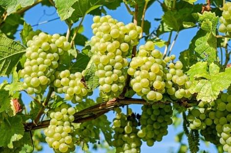 Grape harvest: excellent vintage in medium quantities