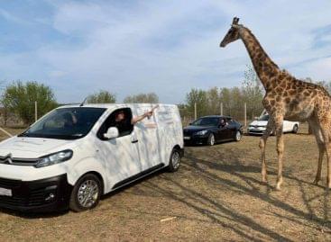 Autós szafaripark nyílik Magyarországon