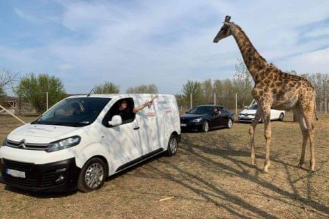 A car safari park opens in Hungary