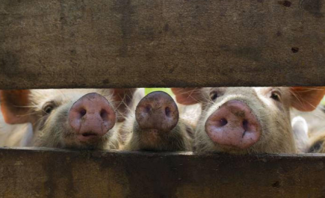 Global action needed now to halt spread of deadly pig disease