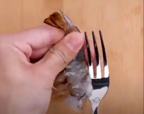 Food peeling – Video of the day