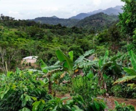 This is how Puerto Rico’s coffee production is reborn after the devastation of hurricanes