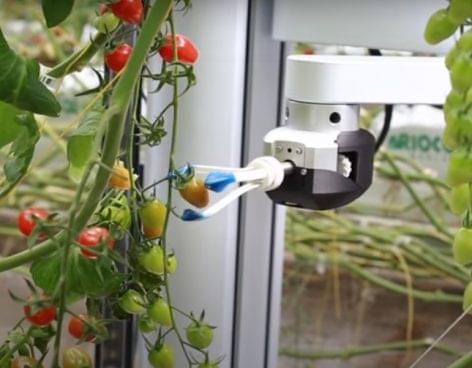 Where robots pick tomatoes