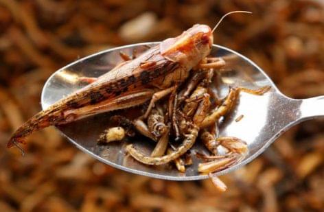 Insect protein is becoming increasingly popular in animal feed