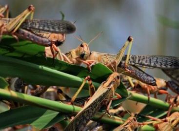 Nébih: Italian locusts caused considerable damage in the summer in Bács-Kiskun and Csongrád-Csanád counties