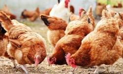 World Poultry Day: May 10th is a celebration of the poultry industry