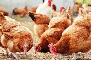 World Poultry Day: May 10th is a celebration of the poultry industry