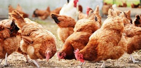 The export of chicken meat increased, that of turkey fell