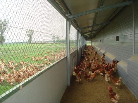 Protecting egg-laying chickens is an investment that returns