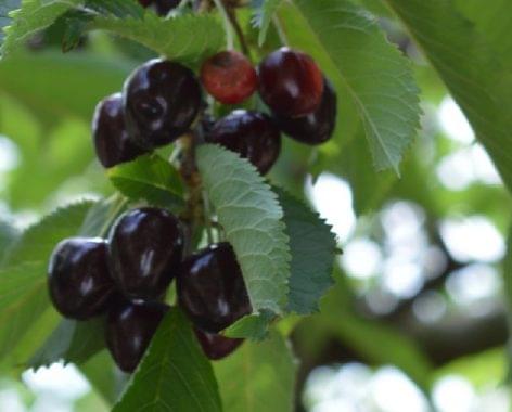 The short-stemmed black cherry from Szomolya has also been protected in the EU