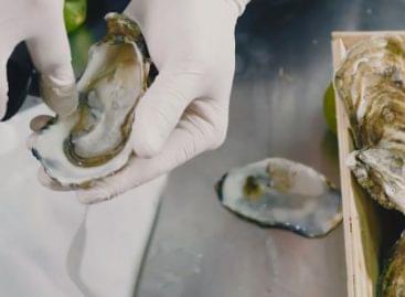 How oysters went from cheap snack to luxury dish – Video of the day