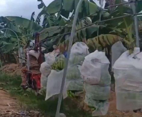 Solved problems at banana harvesting – Video of the day