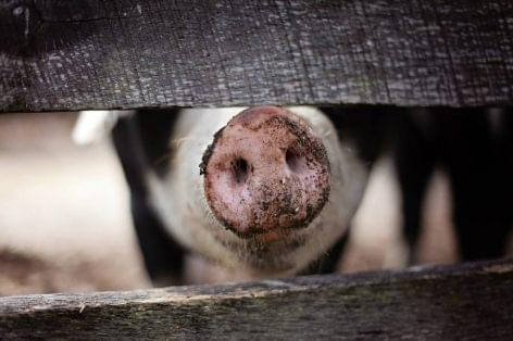 African swine fever: Another 25,000 animals are killed in Romania