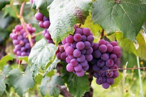 Fertőtlenítőszer készülhet az el nem fogyasztott olasz borokból