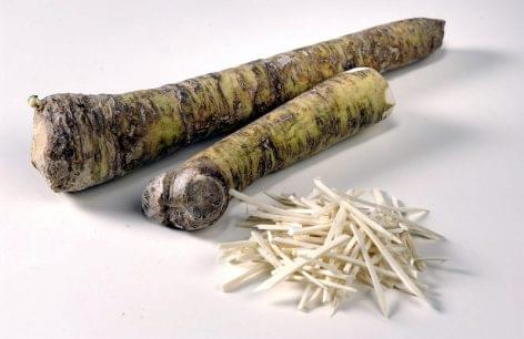 Hungary is the leading horseradish grower in the EU