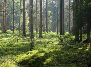 AM: sustainable forest tourism is a value for the whole society