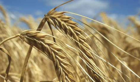 FAO: Csökkentek a globális élelmiszerárak júliusban