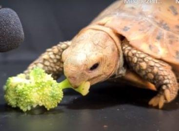 Éhes teknős brokkolival álmodik – A nap videója