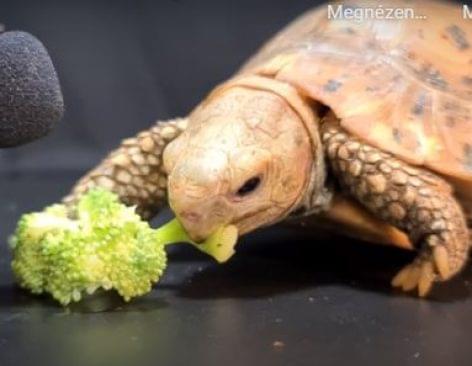 Éhes teknős brokkolival álmodik – A nap videója