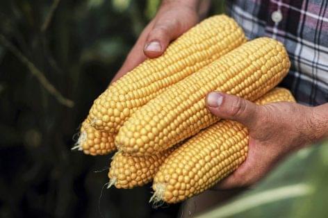 The Hungarian sweetcorn segment is firmly first in Europe