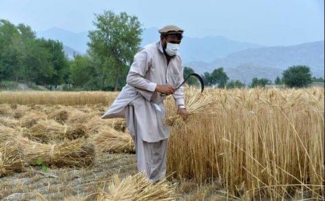Aszály fenyeget 7 millió gazdát Afganisztánban
