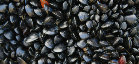 Mussels could play key role in microplastic cleanup