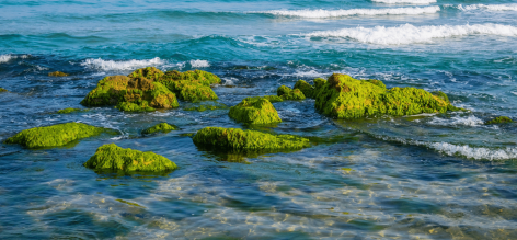 Smart bioplastic made using upcycled green algae helps to clean up beaches