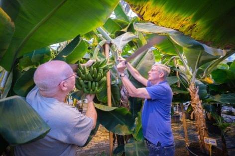Vegán hús- és fehérneműalap lesz a holland banántermésből származó hulladékból