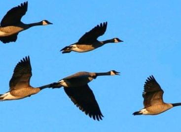 NAK-MAGOSZ: agricultural damage caused by wild geese can be reduced