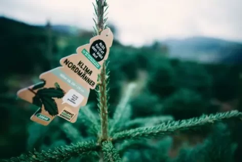 Aldi To Offer Sustainable Christmas Trees In Germany