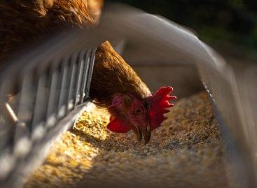 Pandemics and rising input prices hit the poultry sector