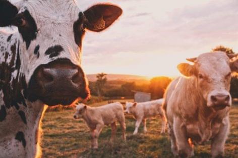Új uniós tanulmány a KAP állatjólétre és antibiotikum használatra gyakorolt hatásáról