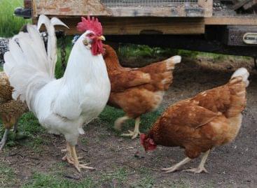 Milliárdos támogatást tett zsebre egy csirkefarmok korszerűsítésével ügyeskedő beruházói kör