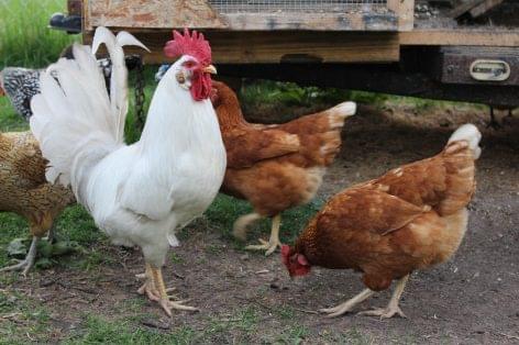 Poultry and sow farmers may require extraordinary support