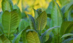 The size of the production area in the domestic tobacco sector has stabilized