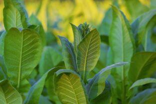 The size of the production area in the domestic tobacco sector has stabilized